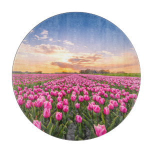 Blommor Tulips South Holland, Nederländerna