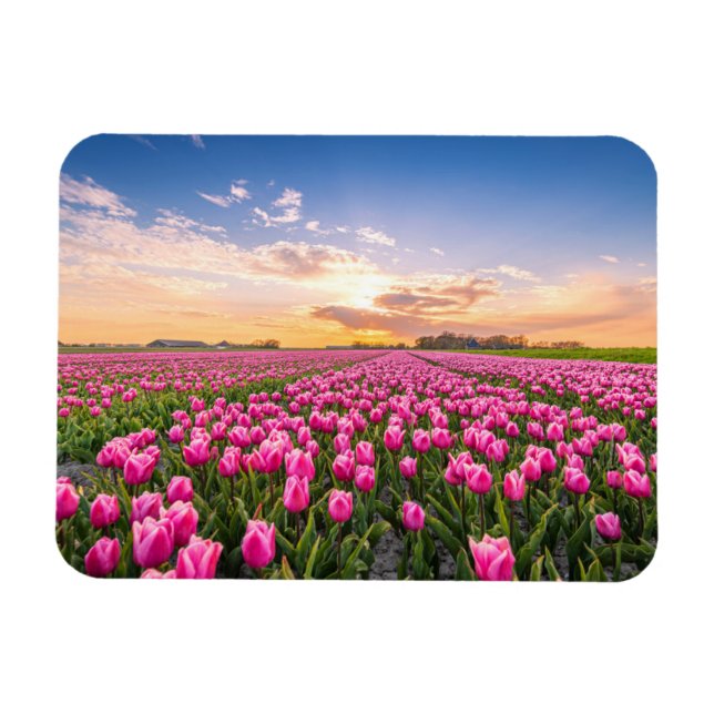 Blommor | Tulips South Holland, Nederländerna Magnet (Horisontell)