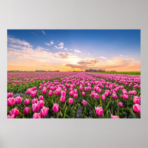 Blommor Tulips South Holland, Nederländerna Poster