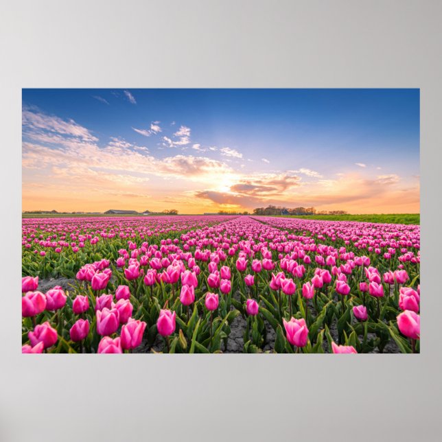 Blommor | Tulips South Holland, Nederländerna Poster (Framsidan)