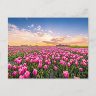 Blommor Tulips South Holland, Nederländerna Vykort