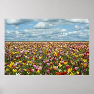Blommor Tulips Willamette Valley Oregon Poster