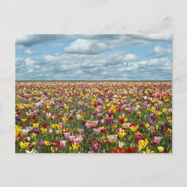 Blommor | Tulpaner Willamette Valley Oregon Vykort (Framsida)