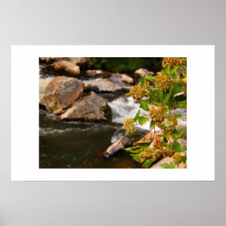 blommor vid floden poster