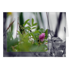 Blommor vid Sjö - Rosa Hälsningskort