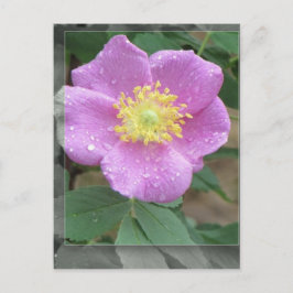 Blommor vid Sjö - Rosa Vykort