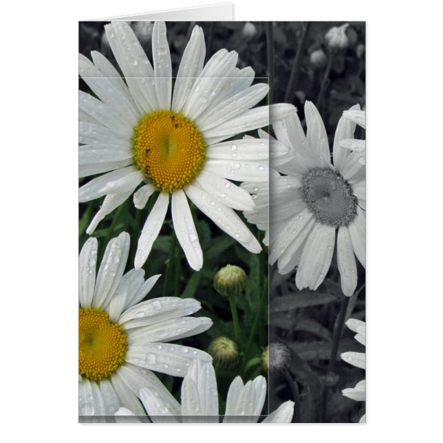 Blommor vid sjön - daisy hälsningskort (Framsidan)