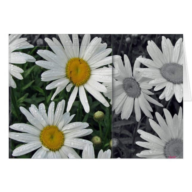 Blommor vid sjön - daisy hälsningskort (Framsidan Horizontal)