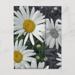 Blommor vid sjön - daisy vykort