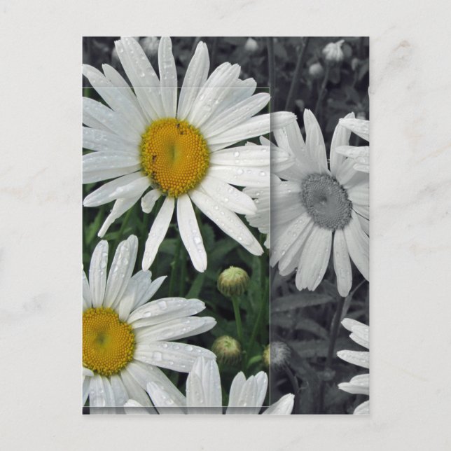 Blommor vid sjön - daisy vykort (Framsida)