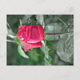 Blommor vid sjön - röd rosknopp vykort