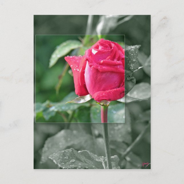 Blommor vid sjön - röd rosknopp vykort (Framsida)