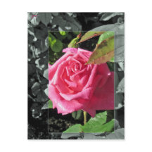 Blommor vid sjön - rosor