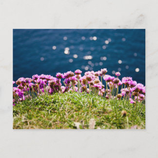 Blommor vid utskriften av Moher Postcard Vykort