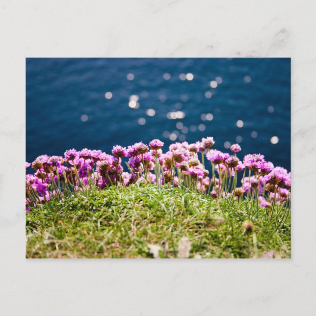 Blommor vid utskriften av Moher Postcard Vykort (Framsida)