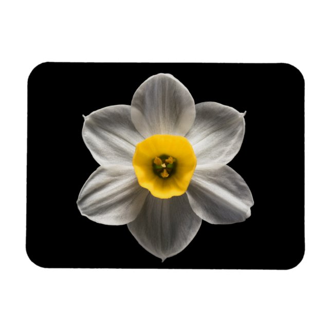 Blommor | Vit avodil Flower Magnet (Horisontell)