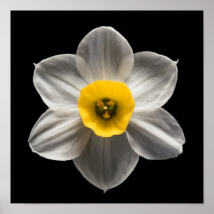 Blommor Vit avodil Flower Poster