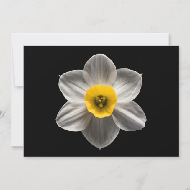 Blommor | Vit avodil Flower Tack Kort (Framsida)