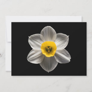 Blommor   Vit avodil Flower Tack Kort