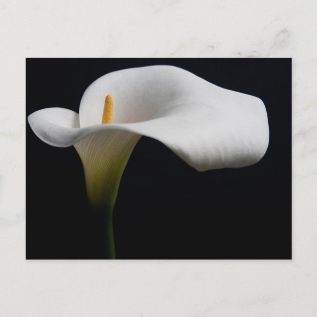 Blommor | Vit Calla-lily Vykort (Framsida)