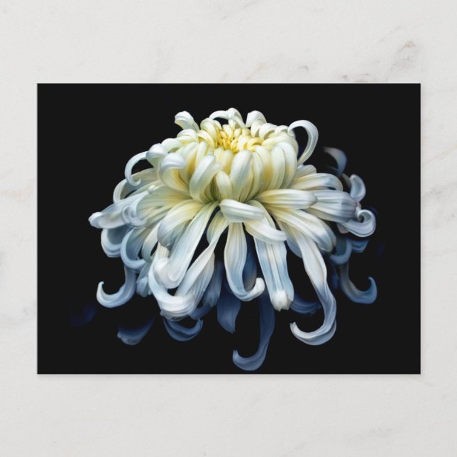 Blommor | Vit Krysantemum Vykort (Framsida)