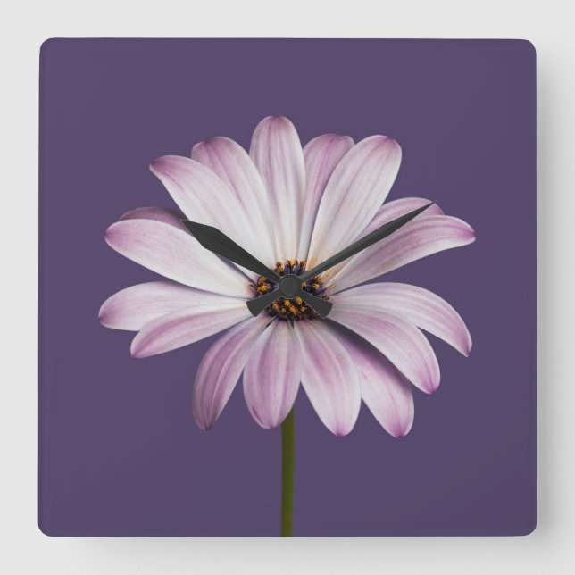 Blommor | Vit och Lila Daisy Fyrkantig Klocka (Framsida)