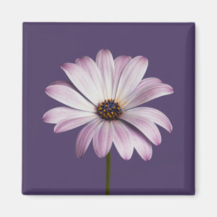 Blommor Vit och Lila Daisy Magnet