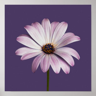 Blommor Vit och Lila Daisy Poster