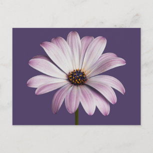 Blommor Vit och Lila Daisy Vykort
