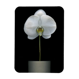 Blommor   Vit, orchid blomma Magnet