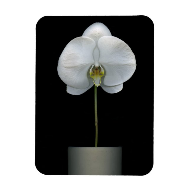 Blommor | Vit, orchid blomma Magnet (Vertikal)