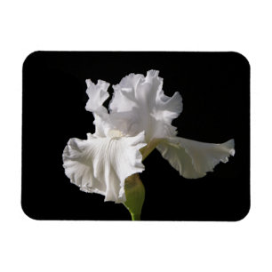 Blommor   Vit ris Magnet