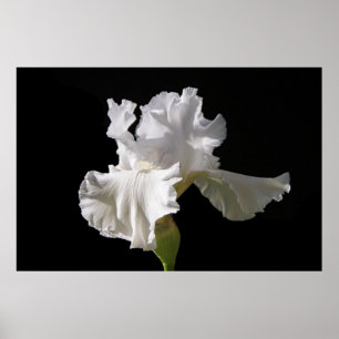 Blommor Vit ris Poster