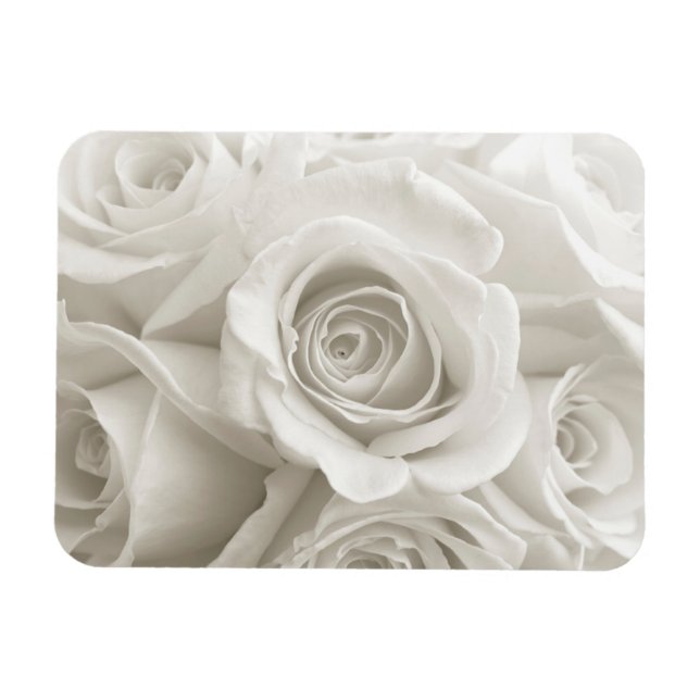 Blommor | VIT ROS Magnet (Horisontell)