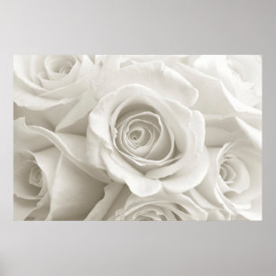 Blommor VIT ROS Poster