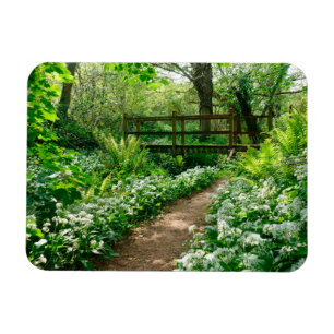 Blommor Vitblommor i skogen Magnet