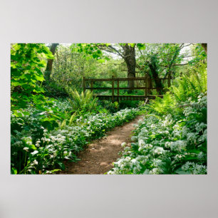 Blommor Vitblommor i skogen Poster