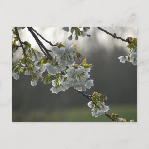 Blommor Vykort