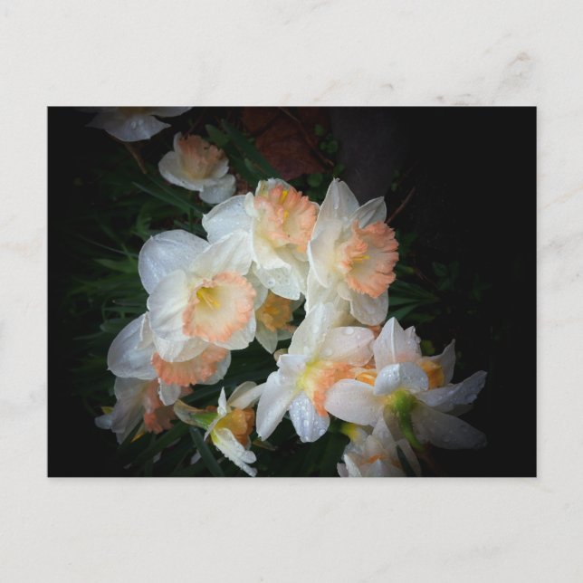 blommor vykort (Framsida)