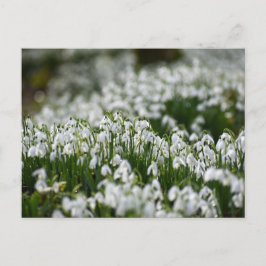 Blommor Vykort
