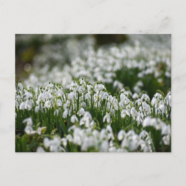 Blommor Vykort (Framsida)