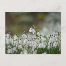 Blommor Vykort