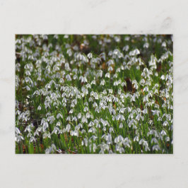 Blommor Vykort