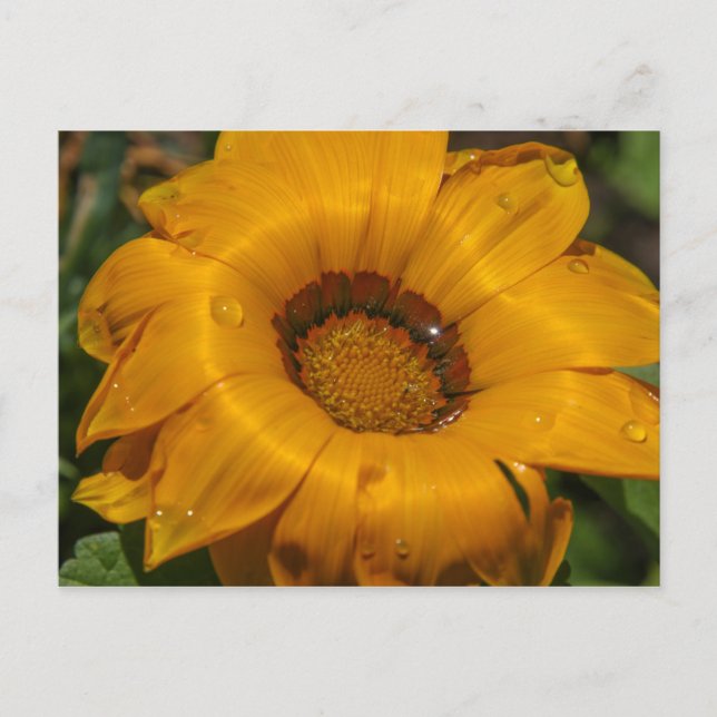 Blommor Vykort (Framsida)