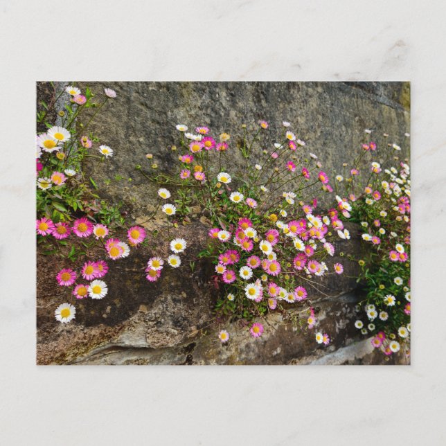Blommor  vykort (Framsida)