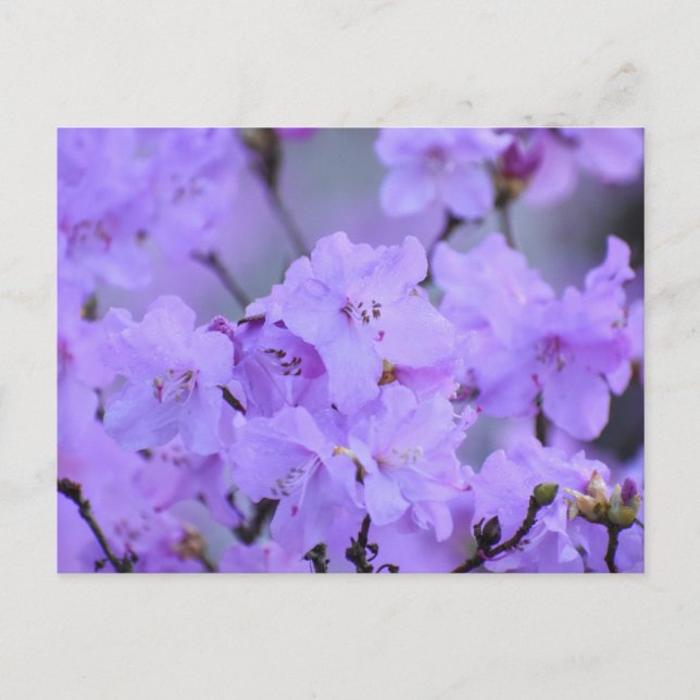 Blommor Vykort (Framsida)