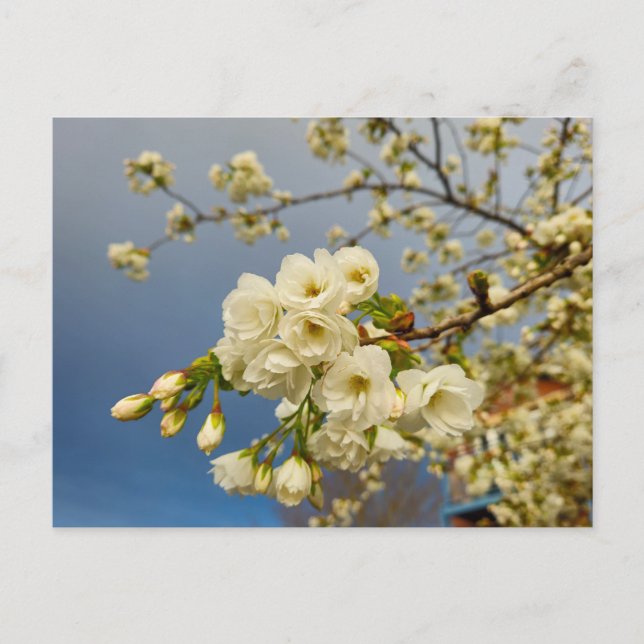 Blommor Vykort (Framsida)