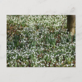 Blommor Vykort