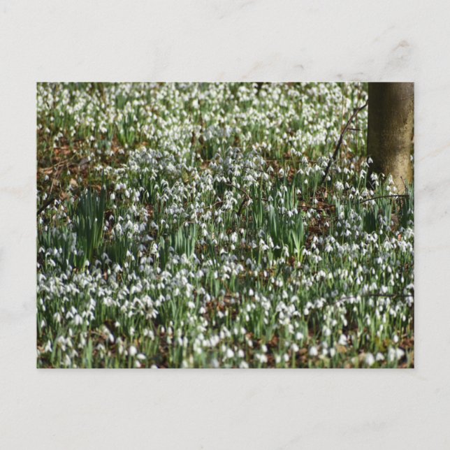 Blommor Vykort (Framsida)