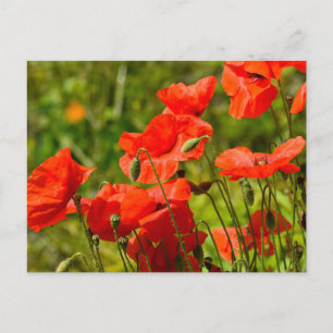 Blommor Vykort